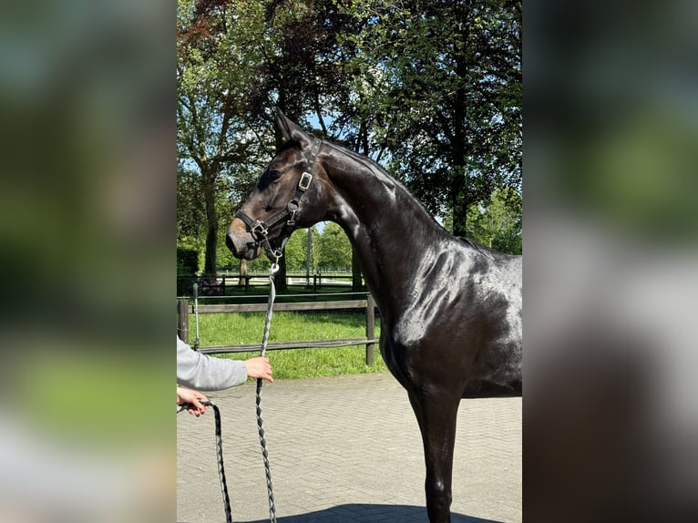 Belgian Sport Horse Mare 2 years 16,2 hh Bay-Dark in Gestel. Berlaar Belgian Sport Horse Mare 2 years 16,2 hh Bay-Dark in Gestel. Berlaar
