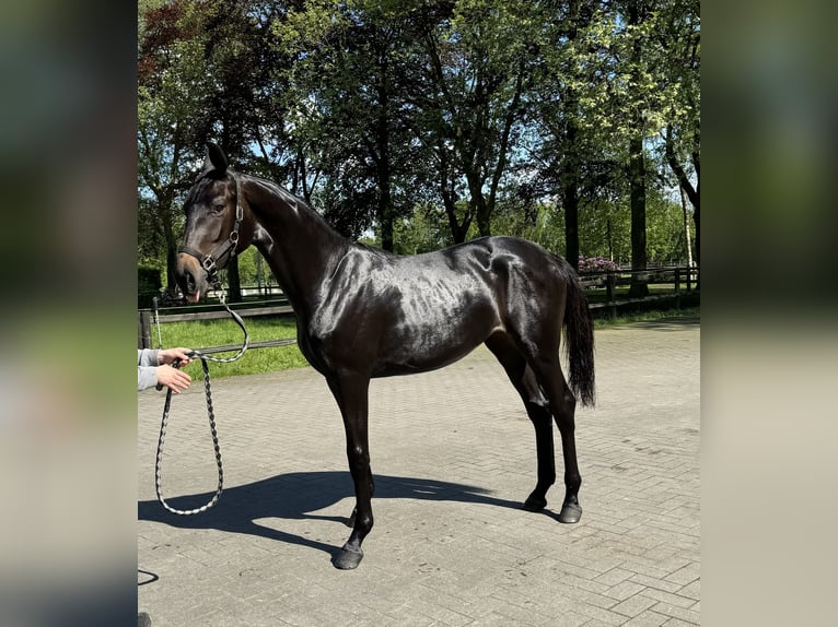 Belgian Sport Horse Mare 2 years 16,2 hh Bay-Dark in Gestel. Berlaar Belgian Sport Horse Mare 2 years 16,2 hh Bay-Dark in Gestel. Berlaar