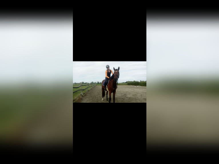 Belgian Sport Horse Mare 3 years 16,2 hh in Wervik