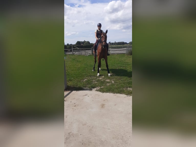 Belgian Sport Horse Mare 3 years 16,2 hh in Wervik