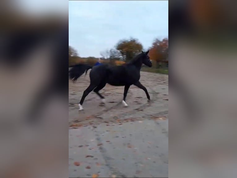 Belgian Sport Horse Mare 3 years 16 hh Black in Sint-Truiden