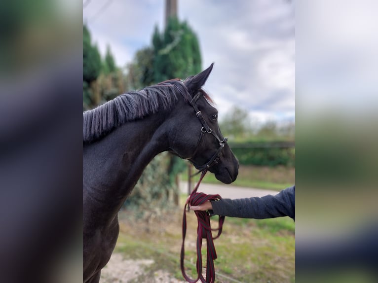 Belgian Sport Horse Mare 3 years 16 hh Black in Sint-Truiden