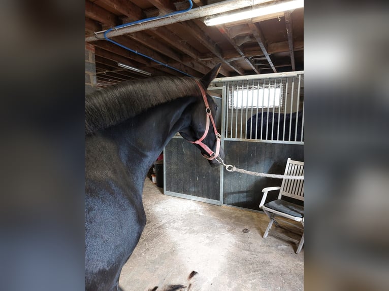 Belgian Sport Horse Mare 3 years 16 hh Black in Sint-Truiden