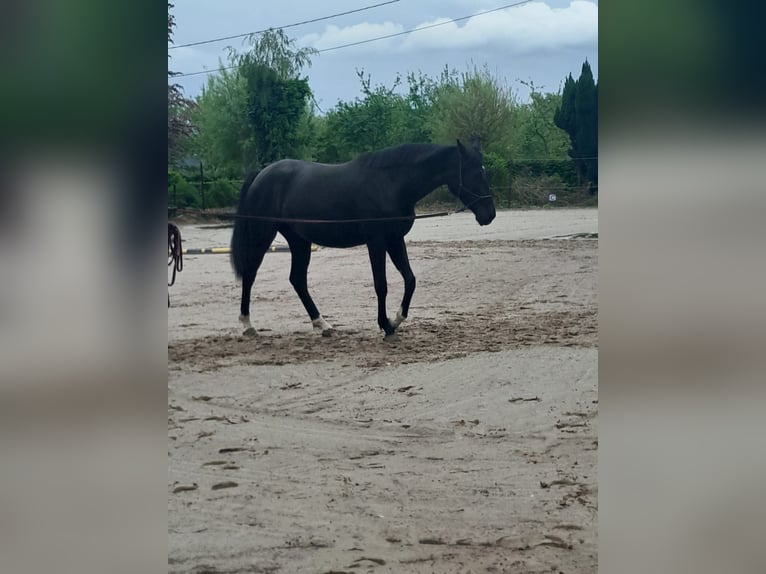 Belgian Sport Horse Mare 3 years 16 hh Black in Sint-Truiden