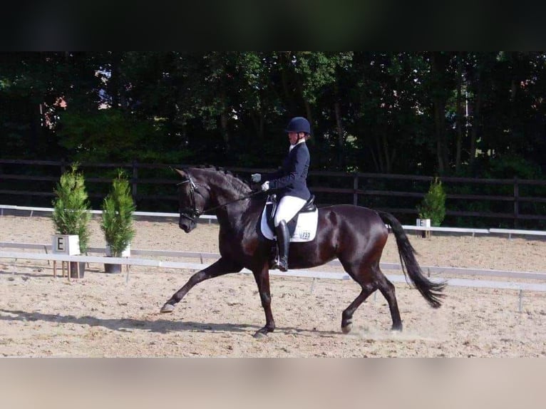 Belgian Sport Horse Mare 3 years 16 hh Black in Sint-Truiden