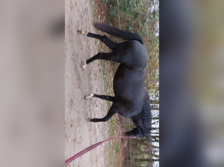 Belgian Sport Horse Mare 3 years 16 hh Black in Sint-Truiden