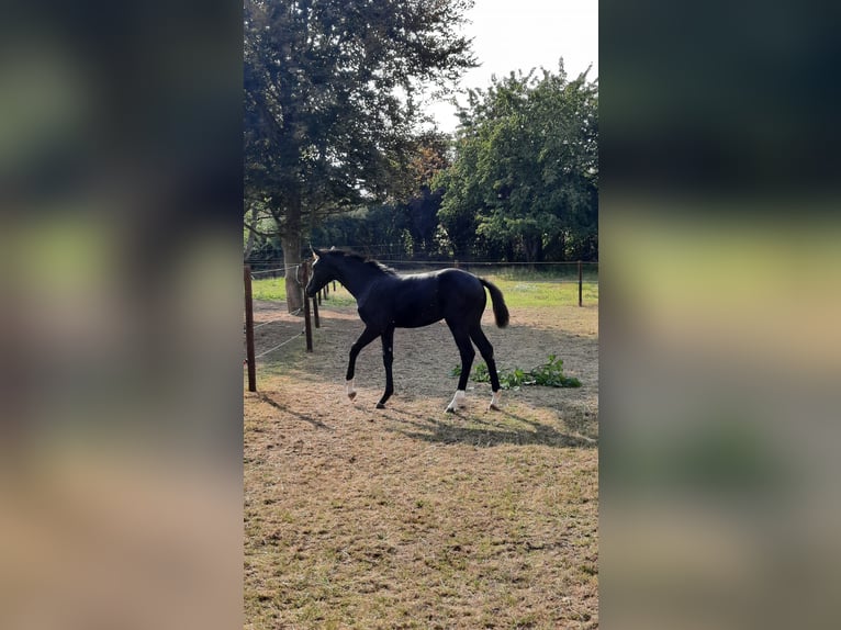 Belgian Sport Horse Mare 3 years 16 hh Black in Sint-Truiden