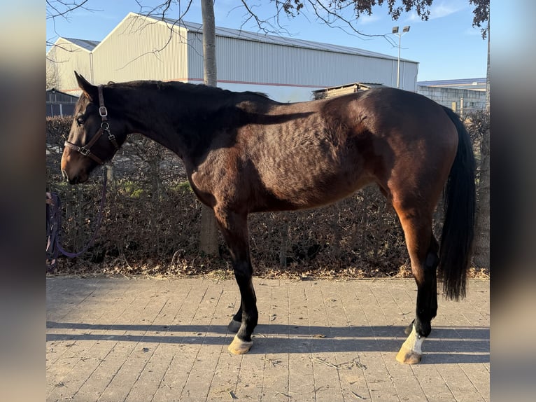 Belgian Sport Horse Mare 3 years 16,1 hh Brown in Sint-Gillis-Waas