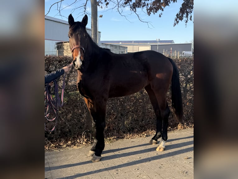 Belgian Sport Horse Mare 3 years 16,1 hh Brown in Sint-Gillis-Waas