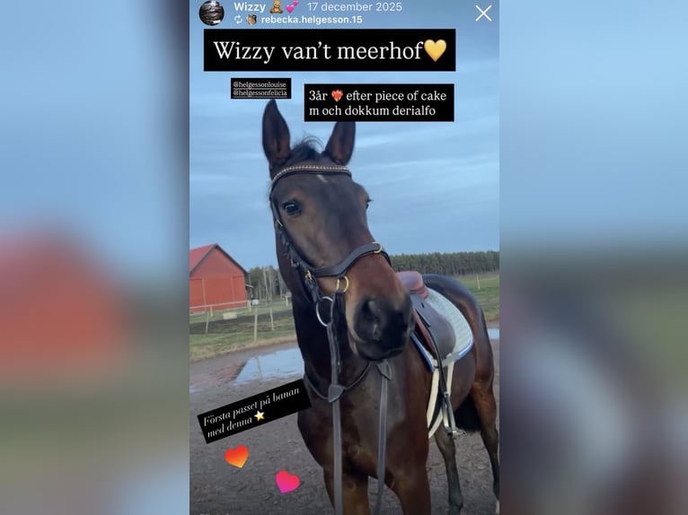Belgian Sport Horse Mare 4 years 15.3 hh Bay-Dark in Lidköping