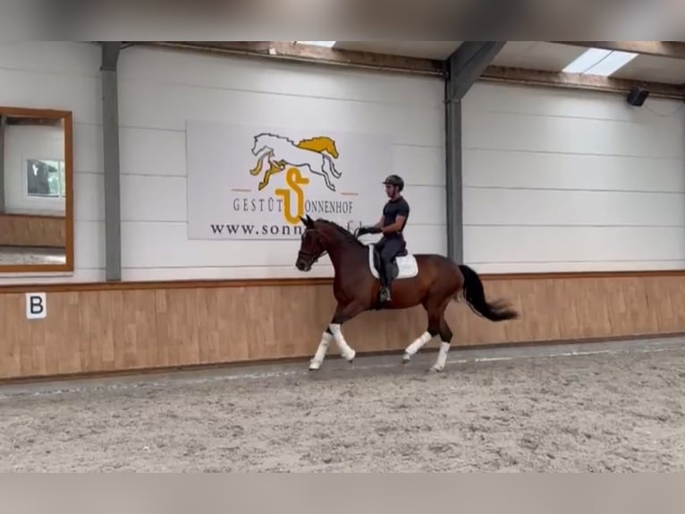 Belgian Sport Horse Mare 4 years 16.1 hh Brown in Sankt Vith