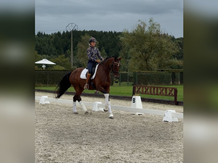 Belgian Sport Horse Mare 4 years 16.1 hh Brown in Sankt Vith