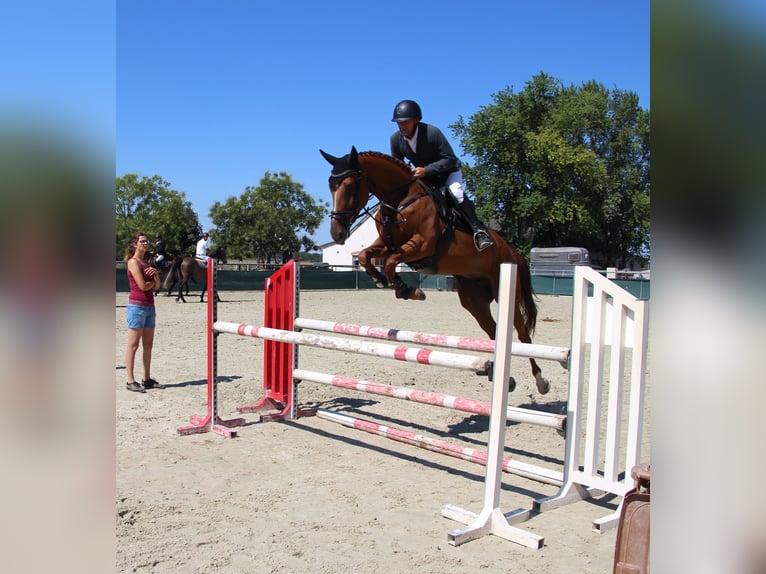 Belgian Sport Horse Mare 4 years 16,1 hh Chestnut in Nagytarcsa