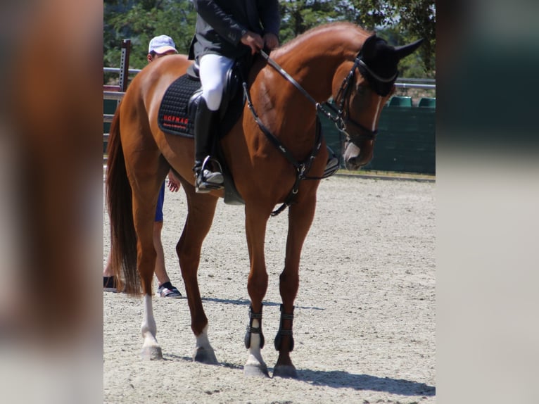 Belgian Sport Horse Mare 4 years 16,1 hh Chestnut in Nagytarcsa