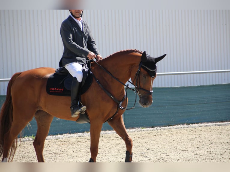 Belgian Sport Horse Mare 4 years 16,1 hh Chestnut in Nagytarcsa