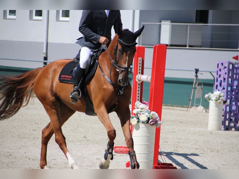 Belgian Sport Horse Mare 4 years 16,1 hh Chestnut in Nagytarcsa