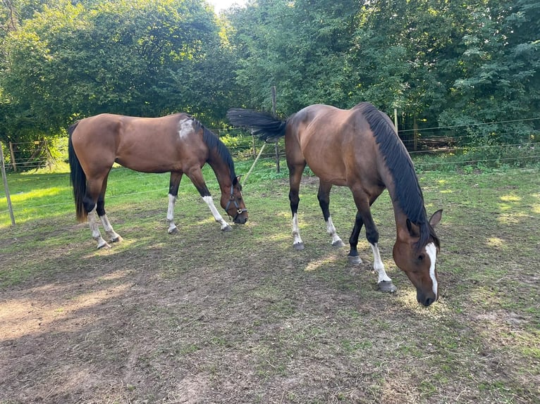 Belgian Sport Horse Mare 4 years 16,2 hh Brown in Zolder