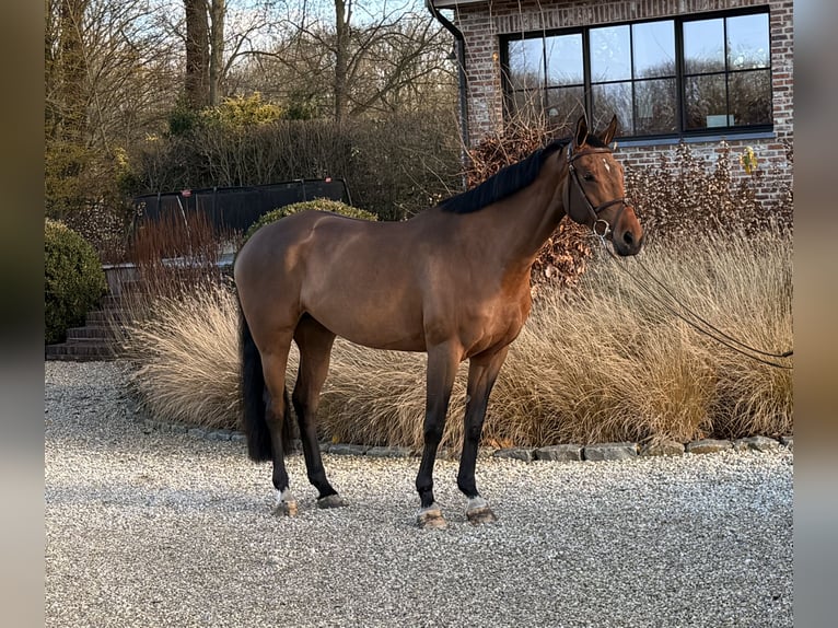 Belgian Sport Horse Mare 4 years 16 hh Brown in Sint-Katherina-LombeekTeran