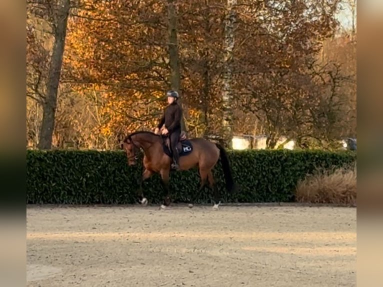 Belgian Sport Horse Mare 4 years 16 hh Brown in Sint-Katherina-LombeekTeran