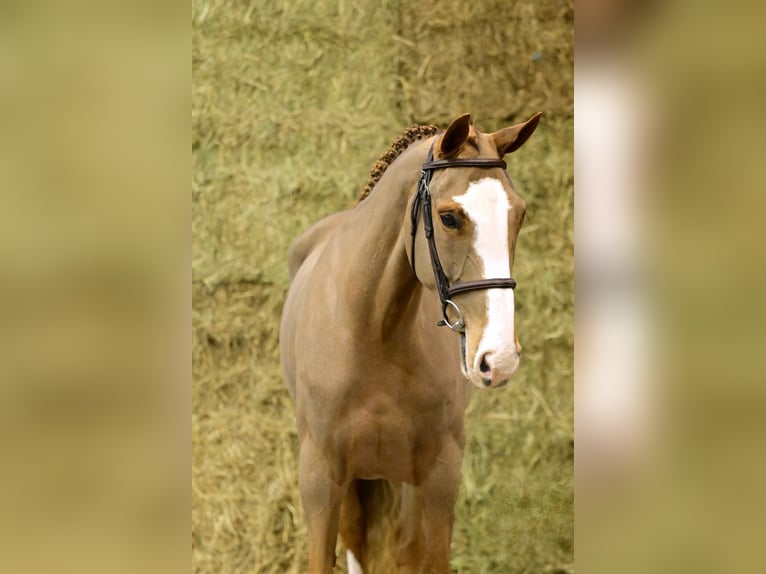 Belgian Sport Horse Mare 4 years 16,1 hh Chestnut-Red in Bladel