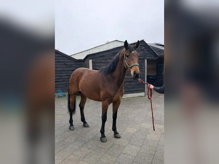 Belgian Sport Horse Mare 4 years 16,2 hh Brown in Kunszentmárton