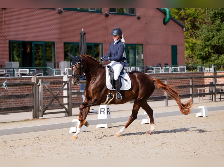 Belgian Sport Horse Mare 4 years 17 hh Chestnut-Red in Gestel Berlaar Belgian Sport Horse Mare 4 years 17 hh Chestnut-Red in Gestel Berlaar