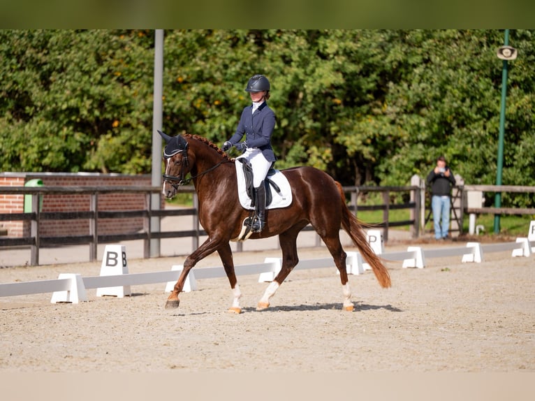 Belgian Sport Horse Mare 4 years 17 hh Chestnut-Red in Gestel Berlaar Belgian Sport Horse Mare 4 years 17 hh Chestnut-Red in Gestel Berlaar