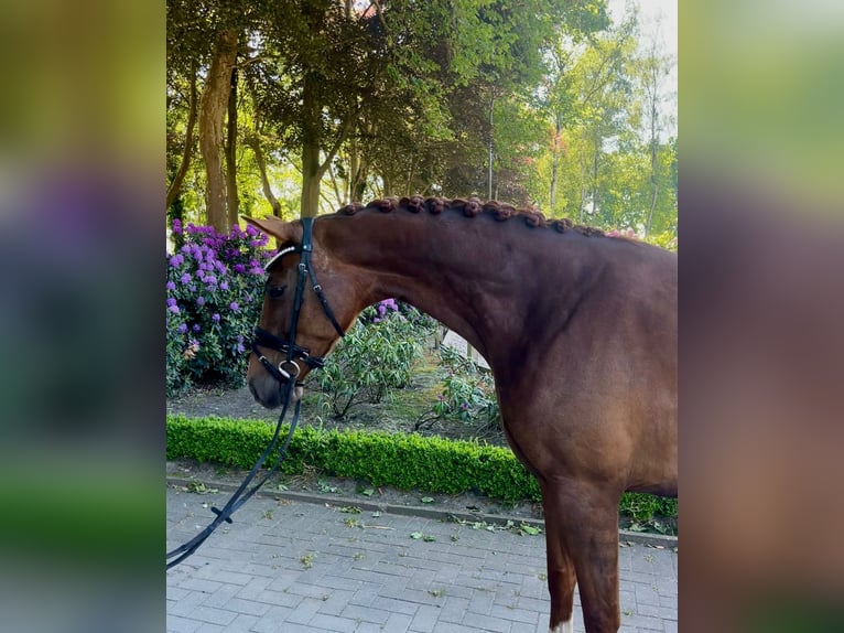 Belgian Sport Horse Mare 4 years 17 hh Chestnut-Red in Gestel Berlaar Belgian Sport Horse Mare 4 years 17 hh Chestnut-Red in Gestel Berlaar