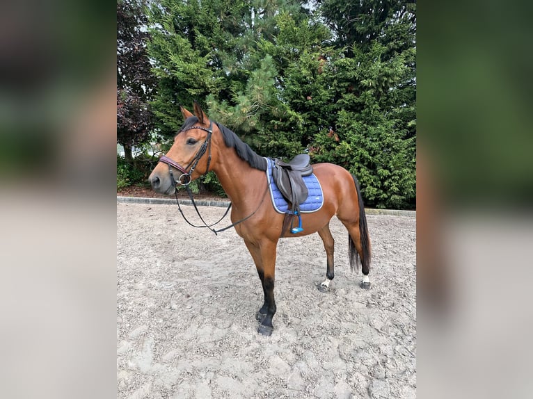 Belgian Sport Horse Mare 5 years 14.2 hh Brown-Light in Kasterlee