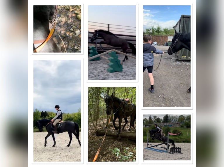 Belgian Sport Horse Mare 5 years 14 hh Black in Liège