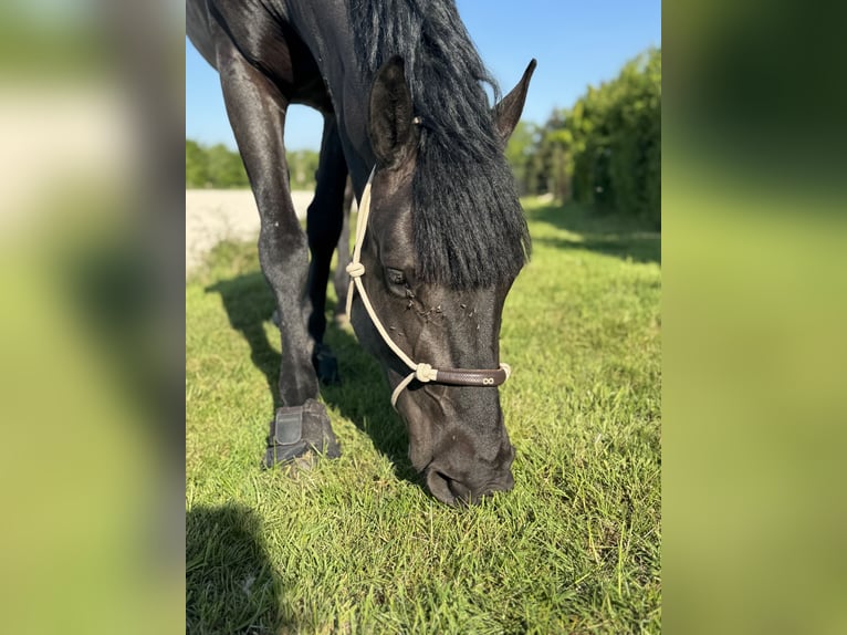 Belgian Sport Horse Mare 5 years 14 hh Black in Liège