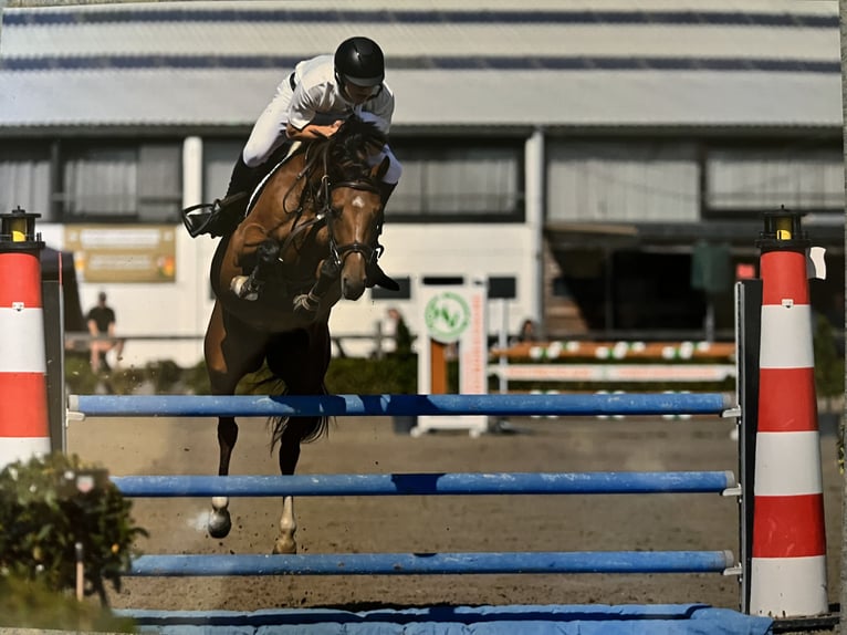 Belgian Sport Horse Mare 5 years 14,1 hh Brown in Poperinge