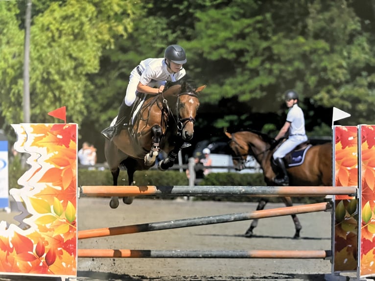 Belgian Sport Horse Mare 5 years 14,1 hh Brown in Poperinge