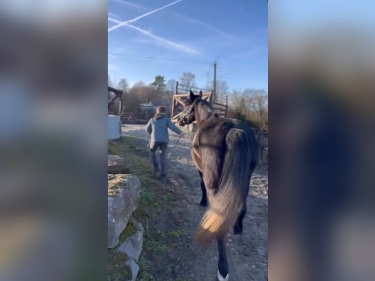 Belgian Sport Horse Mare 5 years 14,1 hh Grey-Dark-Tan in Sprimont