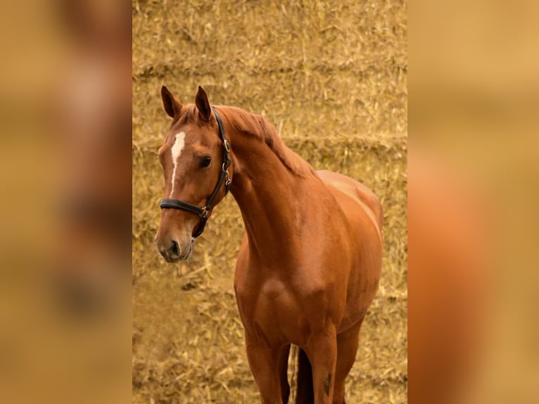 Belgian Sport Horse Mare 5 years 15,3 hh Chestnut-Red in Vilamarxant