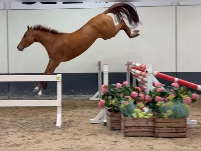 Belgian Sport Horse Mare 5 years 15,3 hh Chestnut-Red in Vilamarxant