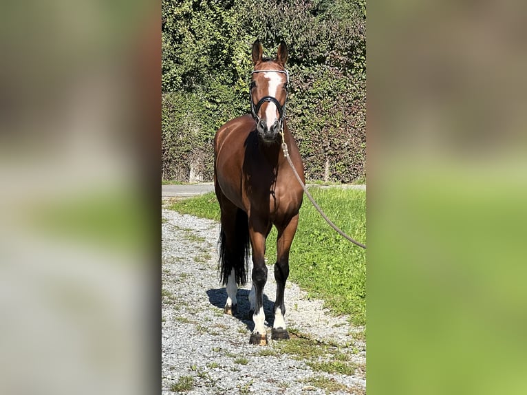 Belgian Sport Horse Mare 5 years 16,1 hh Brown in Reinach AG