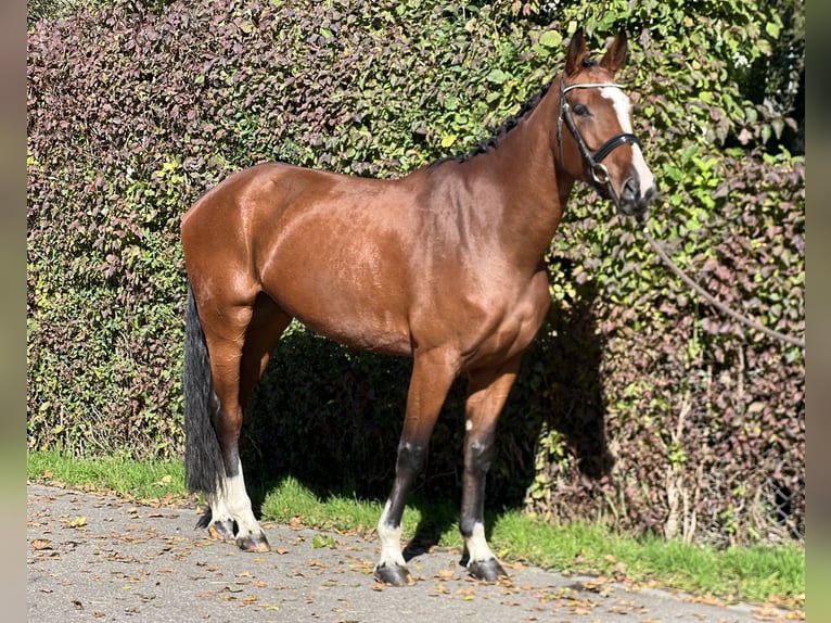 Belgian Sport Horse Mare 5 years 16,1 hh Brown in Reinach AG