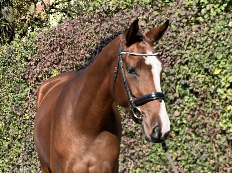 Belgian Sport Horse Mare 5 years 16,1 hh Brown in Reinach AG