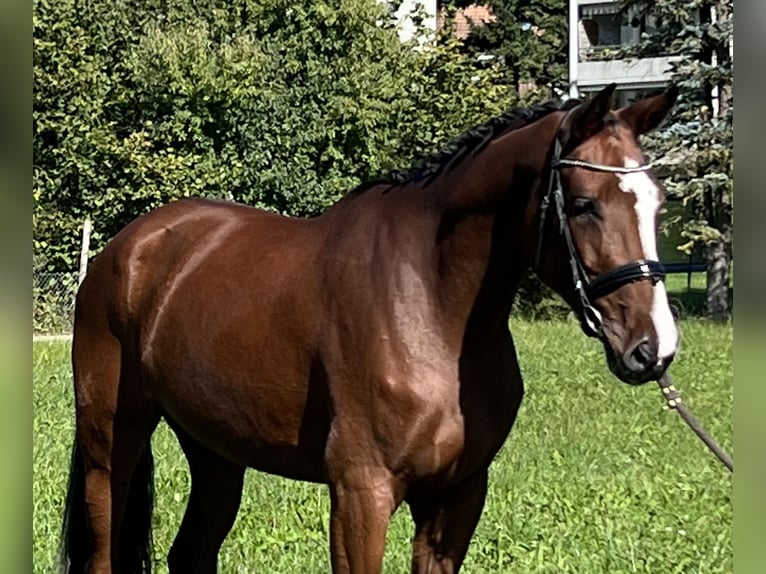 Belgian Sport Horse Mare 5 years 16,1 hh Brown in Reinach AG