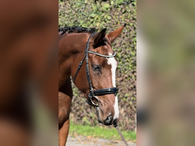 Belgian Sport Horse Mare 5 years 16,1 hh Brown in Reinach AG