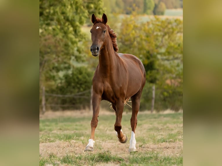 Belgian Sport Horse Mare 5 years 16.1 hh Chestnut-Red in Ahuy
