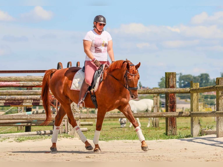 Belgian Sport Horse Mare 5 years 16,2 hh Chestnut in Vieux-Condé