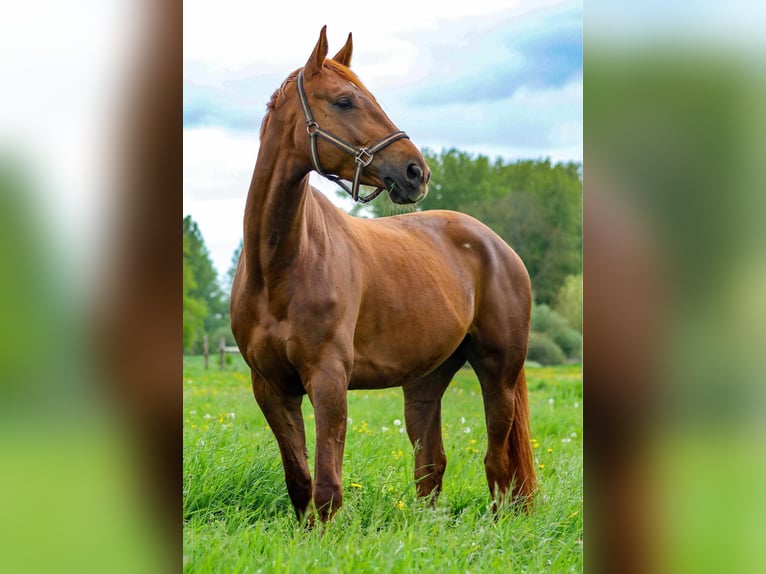 Belgian Sport Horse Mare 5 years 16,2 hh Chestnut in Vieux-Condé