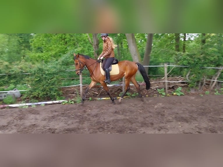 Belgian Sport Horse Mare 5 years 16 hh Brown in Maarsbergen