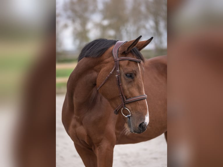 Belgian Sport Horse Mare 5 years 16 hh Brown in Beveren