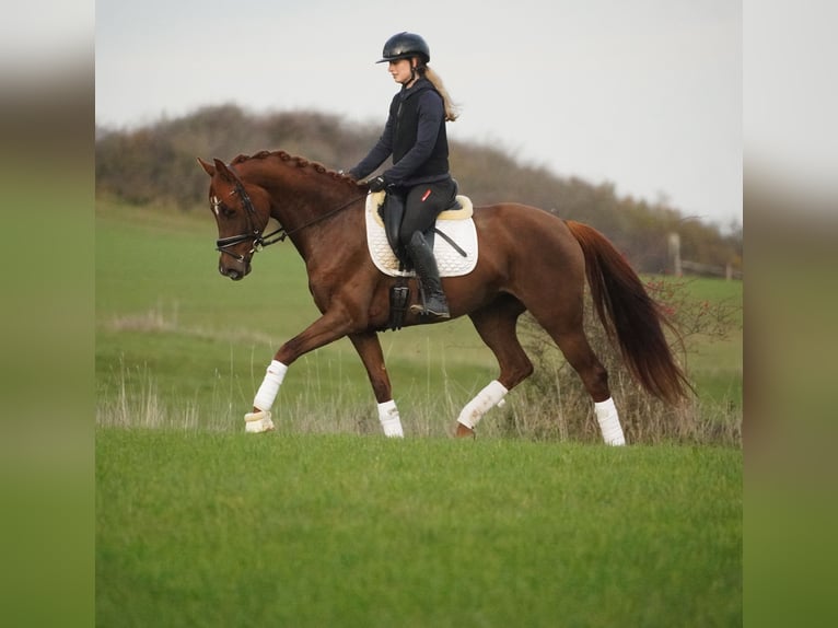 Belgian Sport Horse Mare 5 years 16 hh Chestnut in Nettersheim