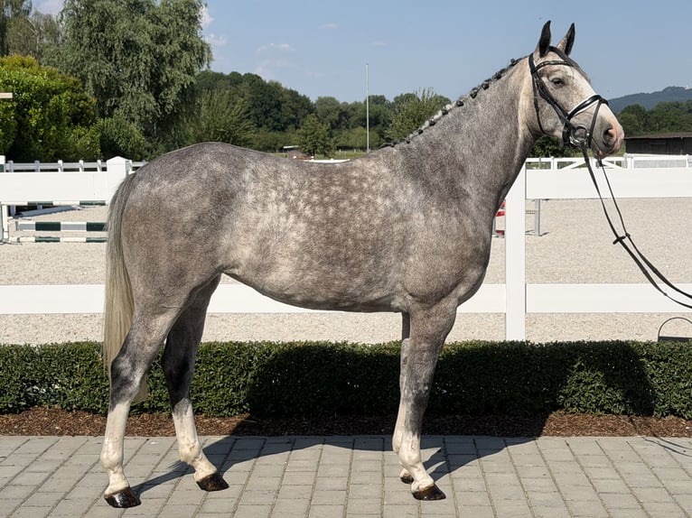 Belgian Sport Horse Mare 5 years 16 hh Grey-Dapple in Riedlingen