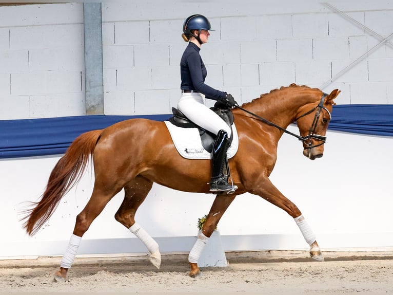 Belgian Sport Horse Mare 6 years 15.2 hh Chestnut in Marsberg