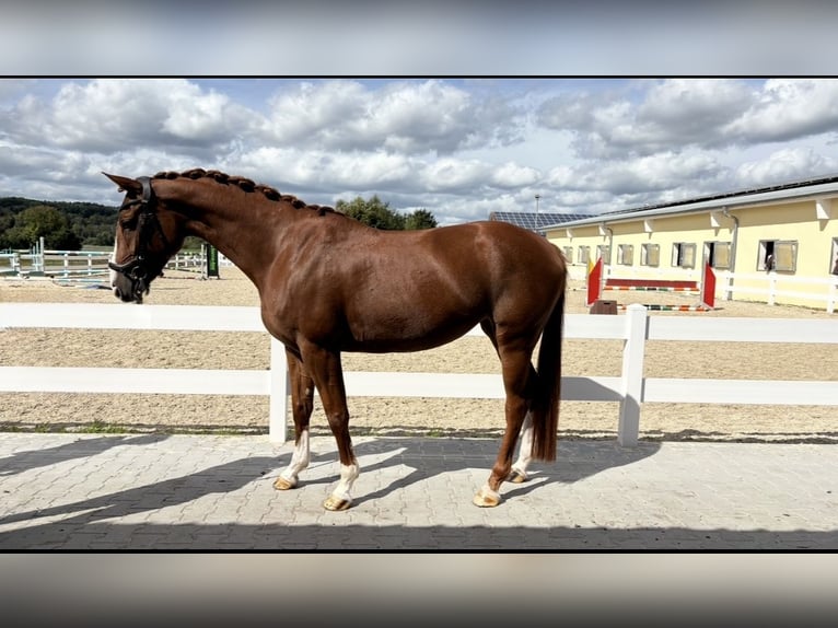 Belgian Sport Horse Mare 6 years 15.3 hh Chestnut-Red in Bad Wurzach